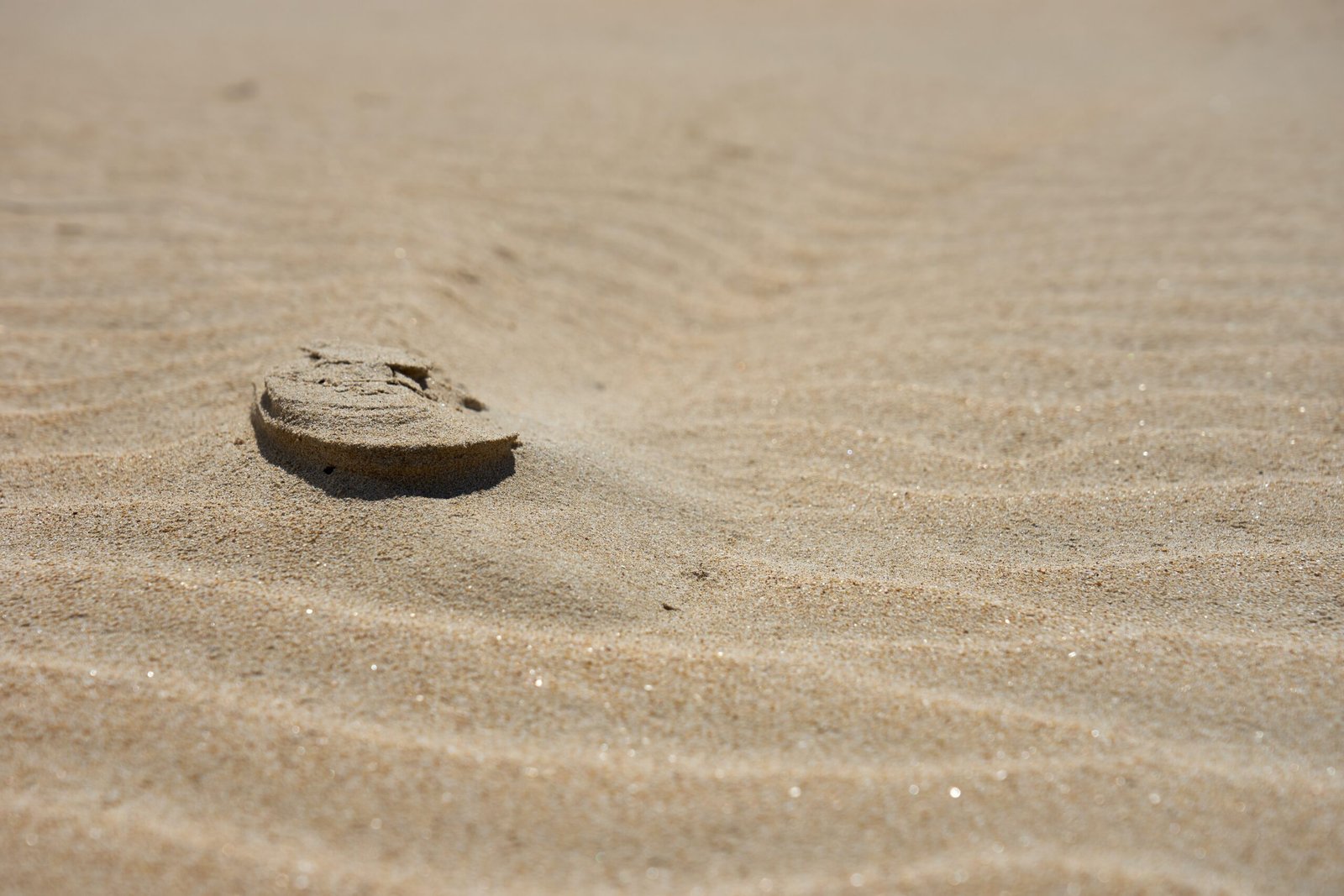 The Art of Sand Sculpting Workshops: Unleashing Creativity in the Sands